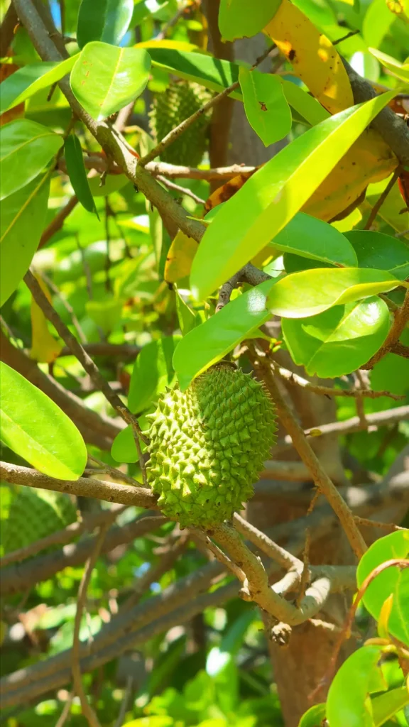 Guanabana