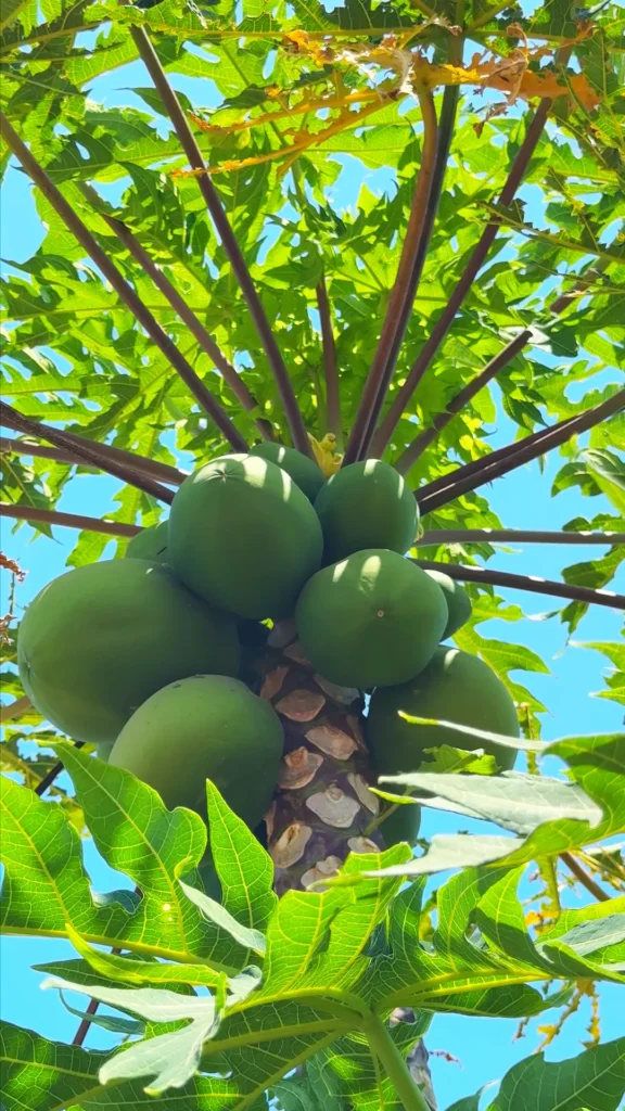 Papayas
